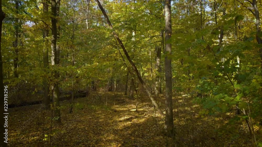 camera moving between trees in the green forest / public park camera moving between trees in the green forest / public park