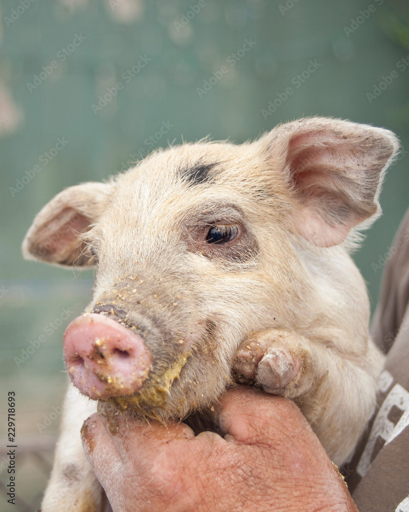 Fototapeta premium Pink Piglet