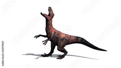 Dinosaur - Velociraptor - Two-legged   predator with a long  stiff tail - isolated on white background