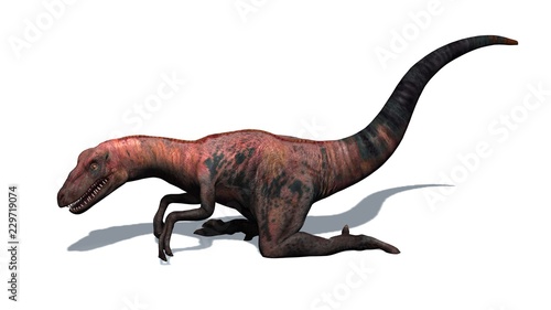 Dinosaur - Velociraptor - Two-legged   predator with a long  stiff tail - isolated on white background