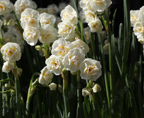 Fototapeta Naklejka Na Ścianę i Meble -  Double Daffodil Narcissus x hybridus in the garden of flowers shop.