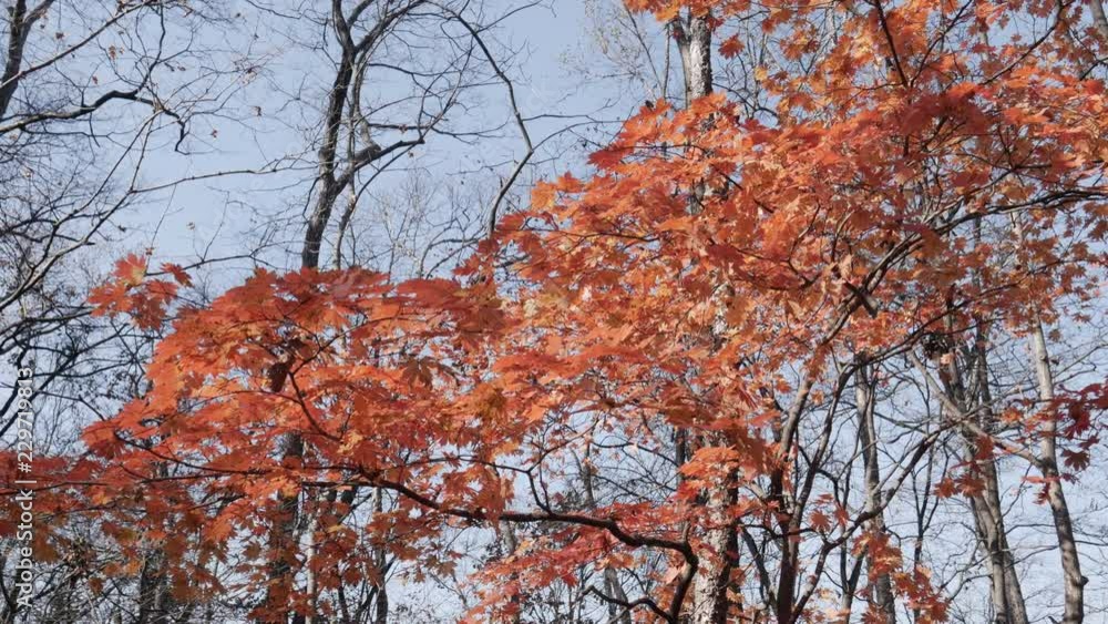 In autumn forest - leaves of maple tree. Handheld footage. In autumn forest - leaves of maple tree. Handheld footage.
