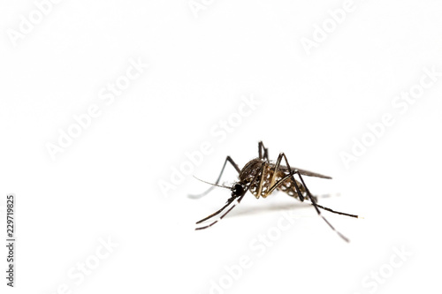 Mosquito isolated on a white background