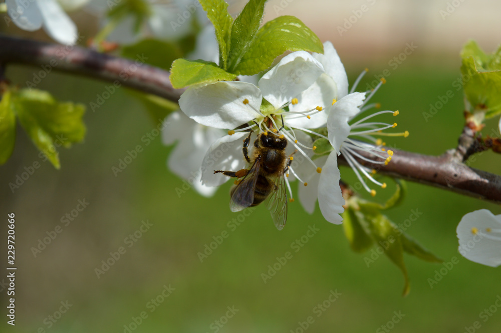 bee on a flower bee on a flower