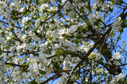 white flowers in spring