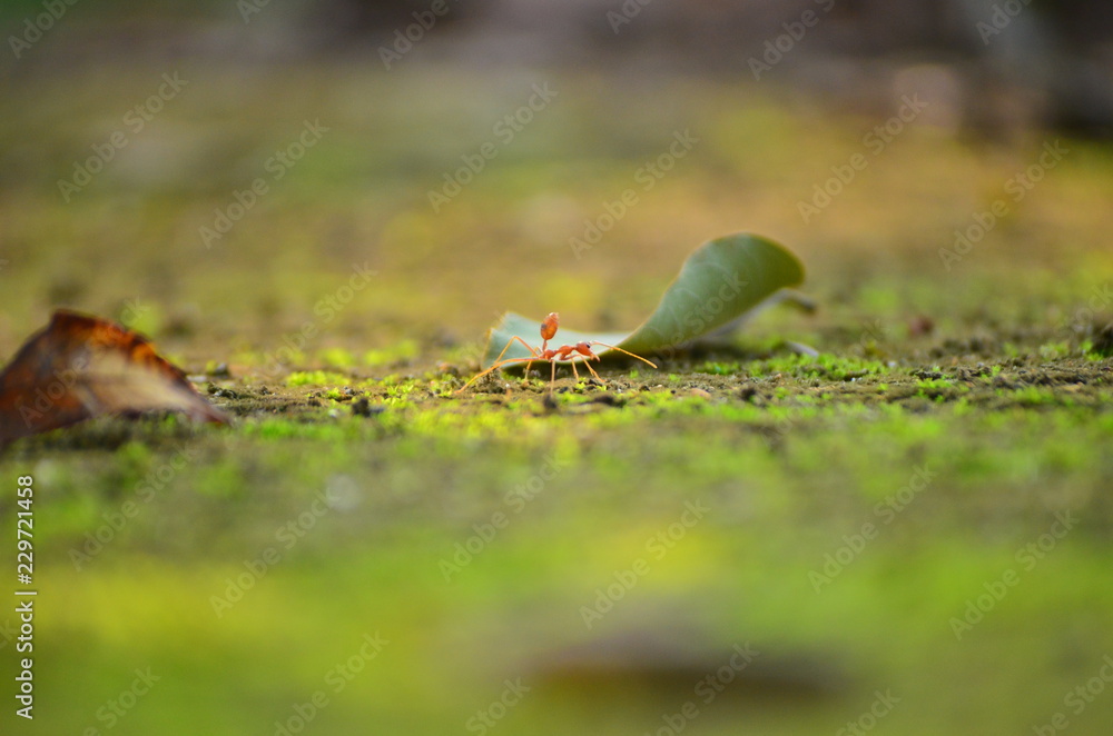 Ant Ant