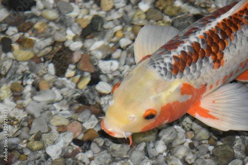 karp królewski