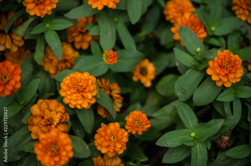 Flowers Flowers