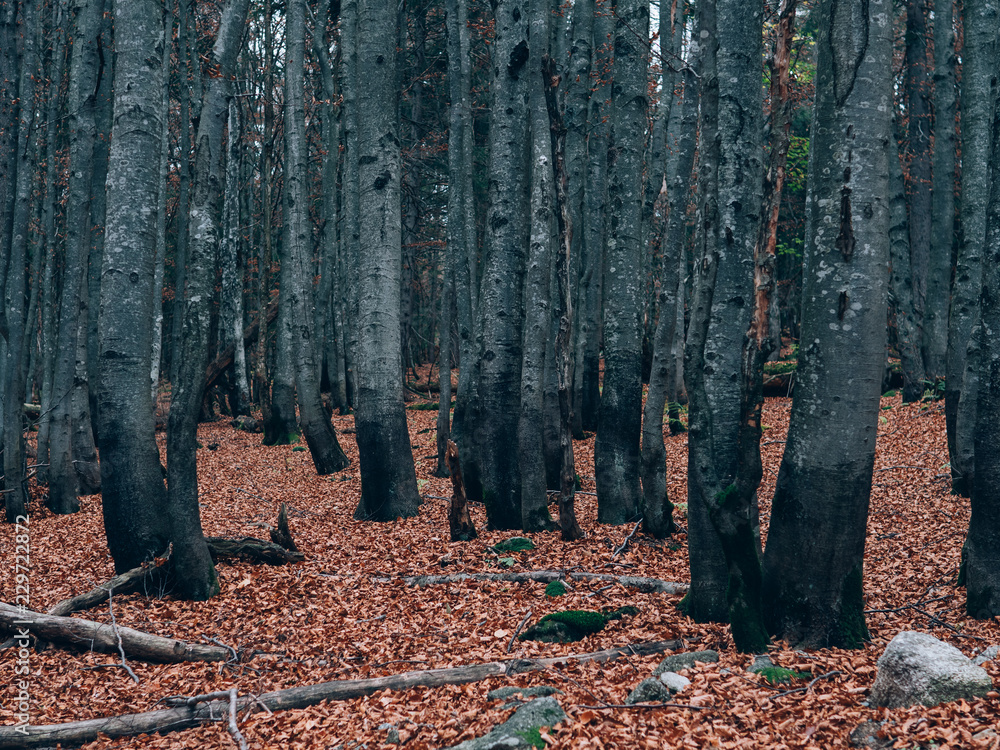 Beautiful summer forest with different trees. Scenery of nature. Autumn forest nature.