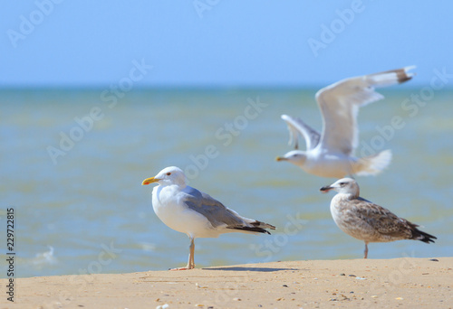 Seagulls on the sea