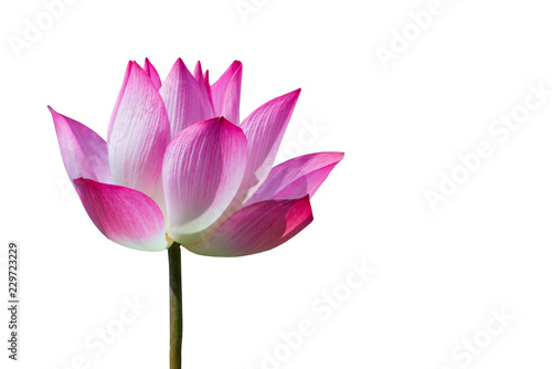 Beautiful pink lotus flower or science name Nelumbo is blooming with clipping path on white background