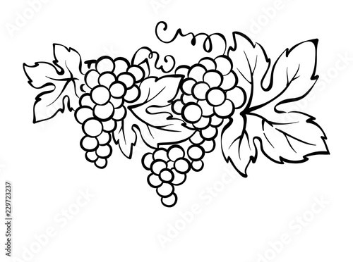 Grapes / Vector illustration, vintage design element