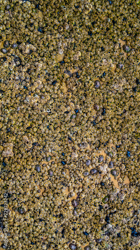 Sea Shells, Mussels, molusk and limpits close up on sea shore rocks for textured background effects photo
