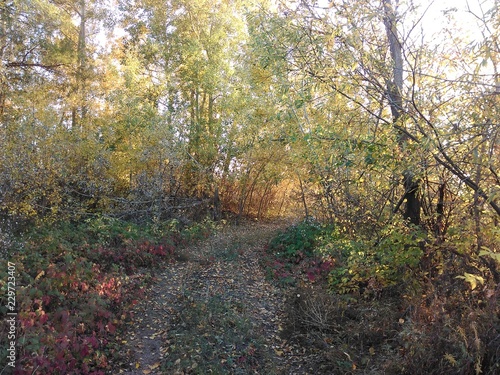 autumn in the forest