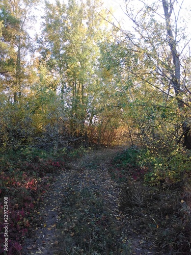 autumn in forest