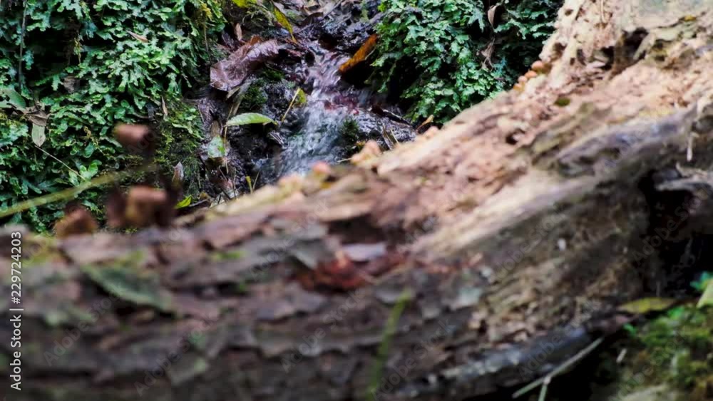 Water flows through the autumn forest Water flows through the autumn forest