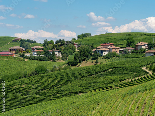 Vineyards near Barbaresco, Cuneo, in Langhe