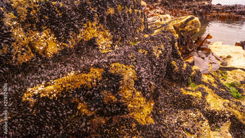 Sea Shells, Mussels, molusk and limpits close up on sea shore rocks for textured background effects photo