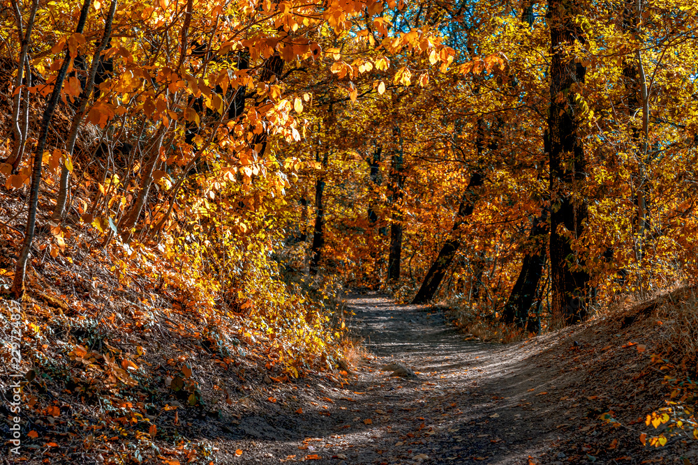 Obraz premium Monau hiking area of Bad Kreuznach Germany Rhineland-Palatinate in autumn covered with golden leaves