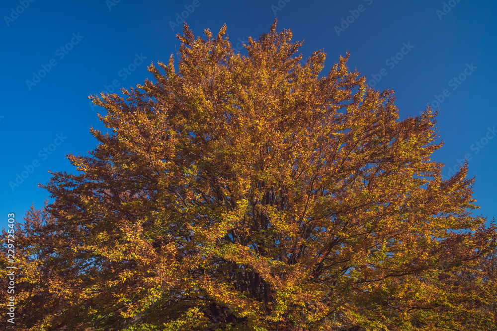 Colorful autumn landscape. Carpathian mountains, Romania, Europe. Colorful autumn landscape. Carpathian mountains, Romania, Europe.