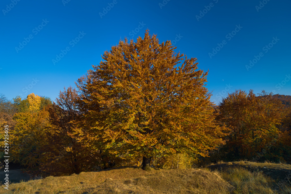 Colorful autumn landscape. Carpathian mountains, Romania, Europe.
