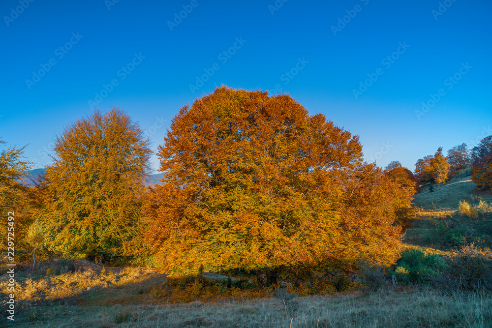 Colorful autumn landscape. Carpathian mountains, Romania, Europe.