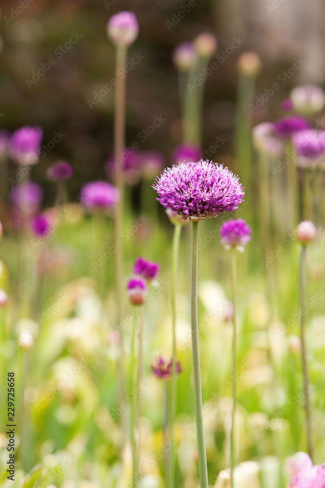Tall Purple Allium just opening up (also known as ornamental onion or garlic) Tall Purple Allium just opening up (also known as ornamental onion or garlic)