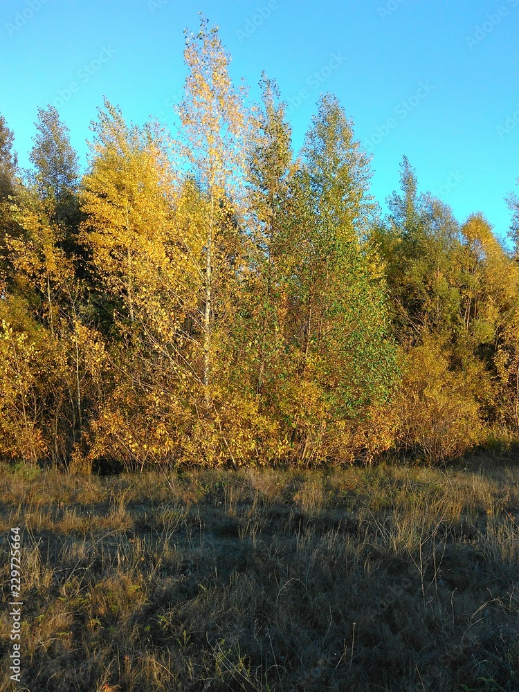 Fototapeta premium yellow trees in autumn
