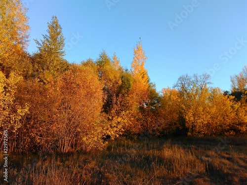 autumn in the park