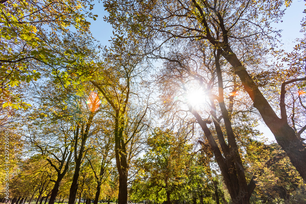 Obraz premium sun rays in green forest 
