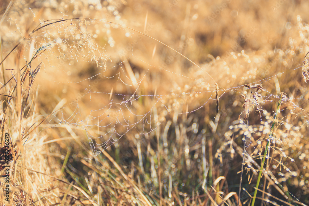 Fototapeta premium The spider and his prey are wrapped in a spider web in the field. Morning dew on spider web. Sunrise. Dawn in the Ukrainian Carpathians. Autumn field and forest.Mountains.