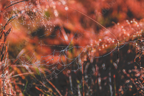 The spider and his prey are wrapped in a spider web in the field. Morning dew on spider web. Sunrise. Dawn in the Ukrainian Carpathians. Autumn field and forest.Mountains.