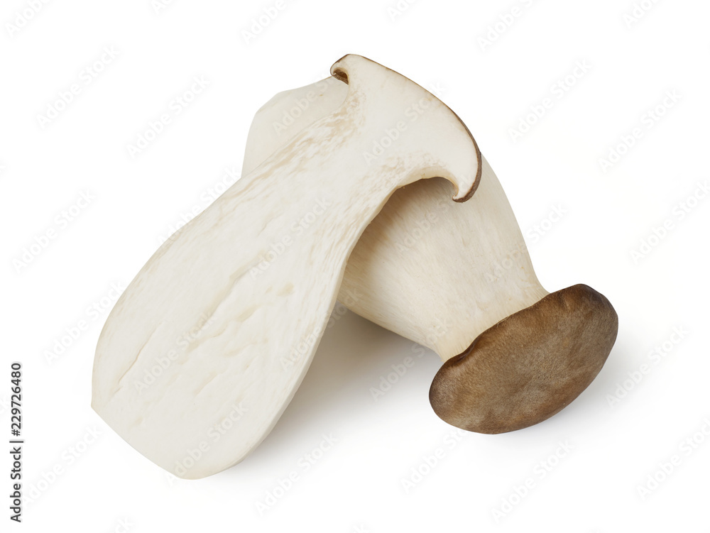 King Oyster mushrooms isolated King Oyster mushrooms isolated