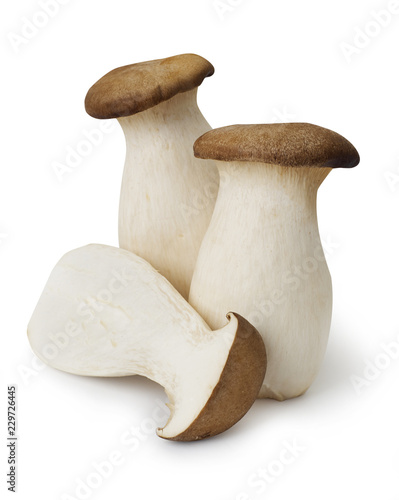 King Oyster mushrooms isolated