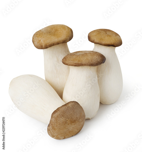 Group of King Oyster mushrooms