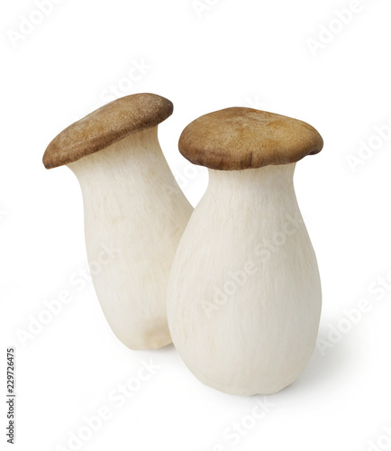 King Oyster mushrooms isolated