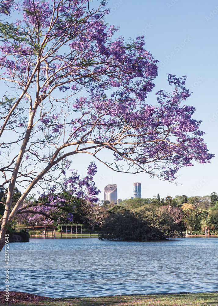 A jacaranda tree frames the Brisbane city skyline Stock Photo | Adobe Stock