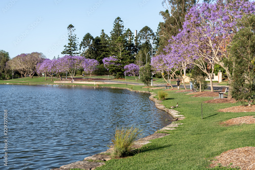 Blooming jacarandas line the lakes at the University of Queensland during spring