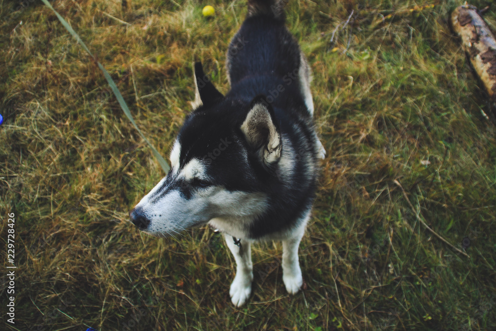 The Siberian Husky travels to the Ukrainian Carpathians. Mountain Range. Black and white dog Cute Husky