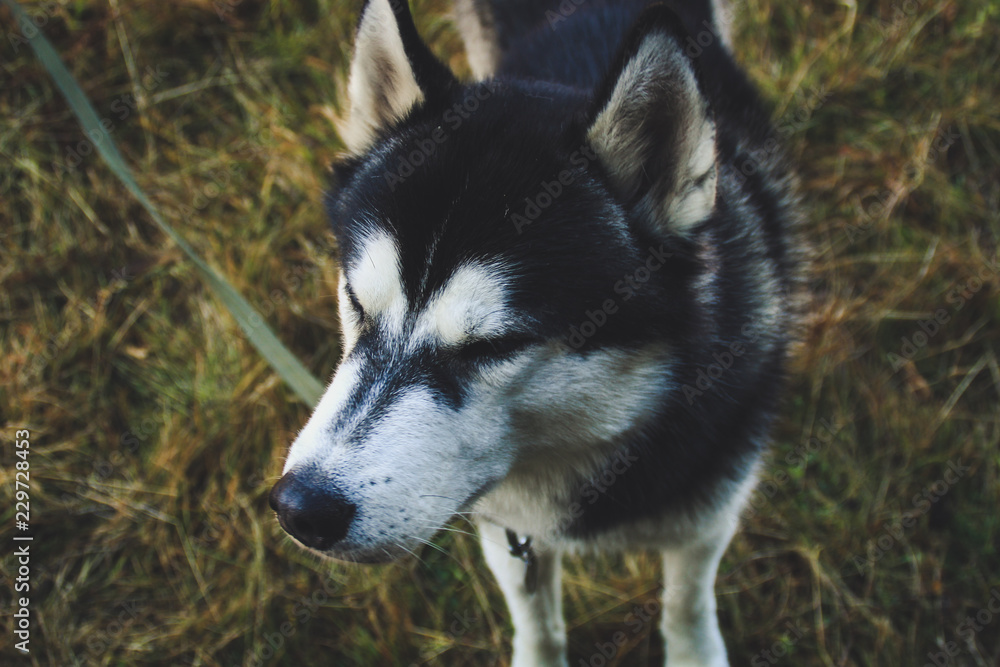 Obraz premium The Siberian Husky travels to the Ukrainian Carpathians. Mountain Range. Black and white dog Cute Husky