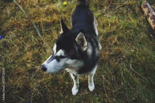 The Siberian Husky travels to the Ukrainian Carpathians. Mountain Range. Black and white dog Cute Husky