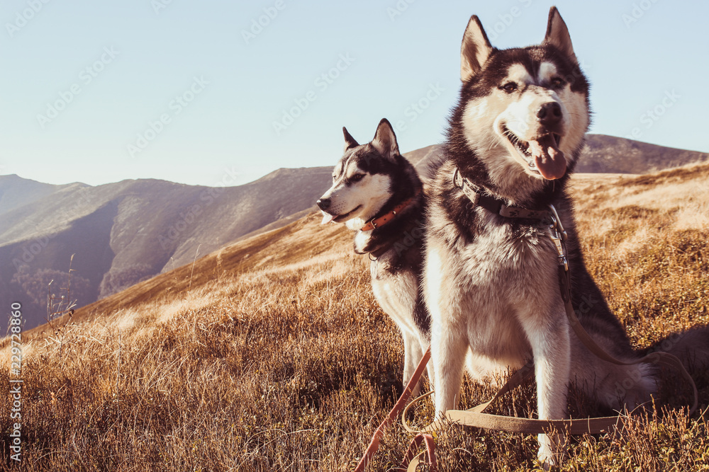 Two Siberian Husky travels the Ukrainian Carpathians. Mountain Range. Black and white dog Cute Husky. Game of two dogs