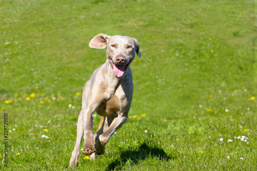 Fototapeta Naklejka Na Ścianę i Meble -  Weimaraner running across field towards the camera