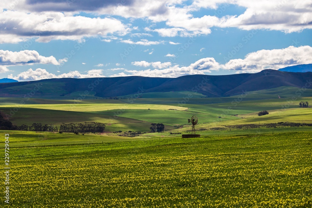 Rolling green agricultural fields  with windmill and mountains in the background - Caledon, Western Cape - South Africa.