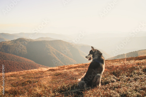 The Siberian Husky travels to the Ukrainian Carpathians. Mountain Range. Black and white dog Cute Husky