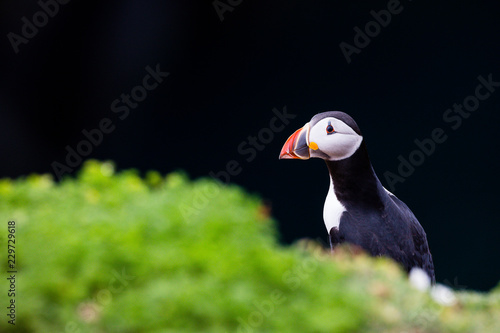 24th May 2015, Pembrokeshire, Wales. Atlantic puffin against black background. © Dave