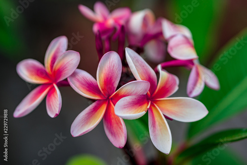 Mauritius flower