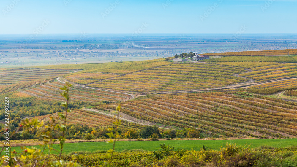 Vineyard landscape in Romania