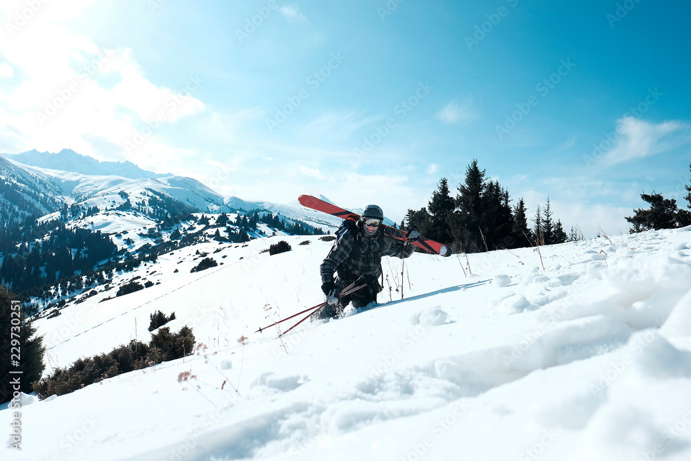 Freeride skis uphill backlit rising sun Freeride skis uphill backlit rising sun