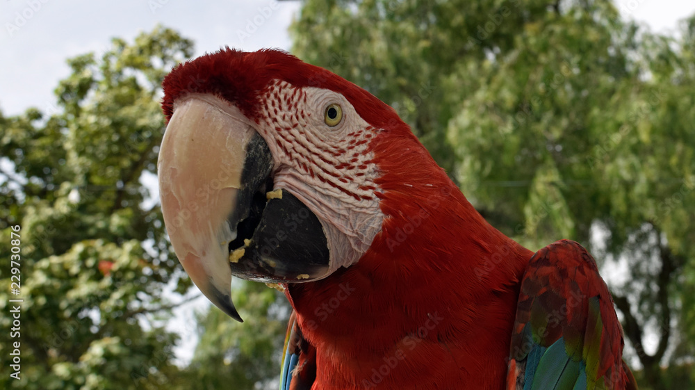 Scarlet Macaw in the jungle